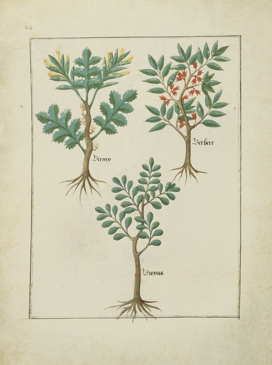 Fr. Fv VI #1 fol.163v Illustration från Book of Simple Medicines av Mattheaus Platearius (d.c.1161) c.1470 av Robinet Testard