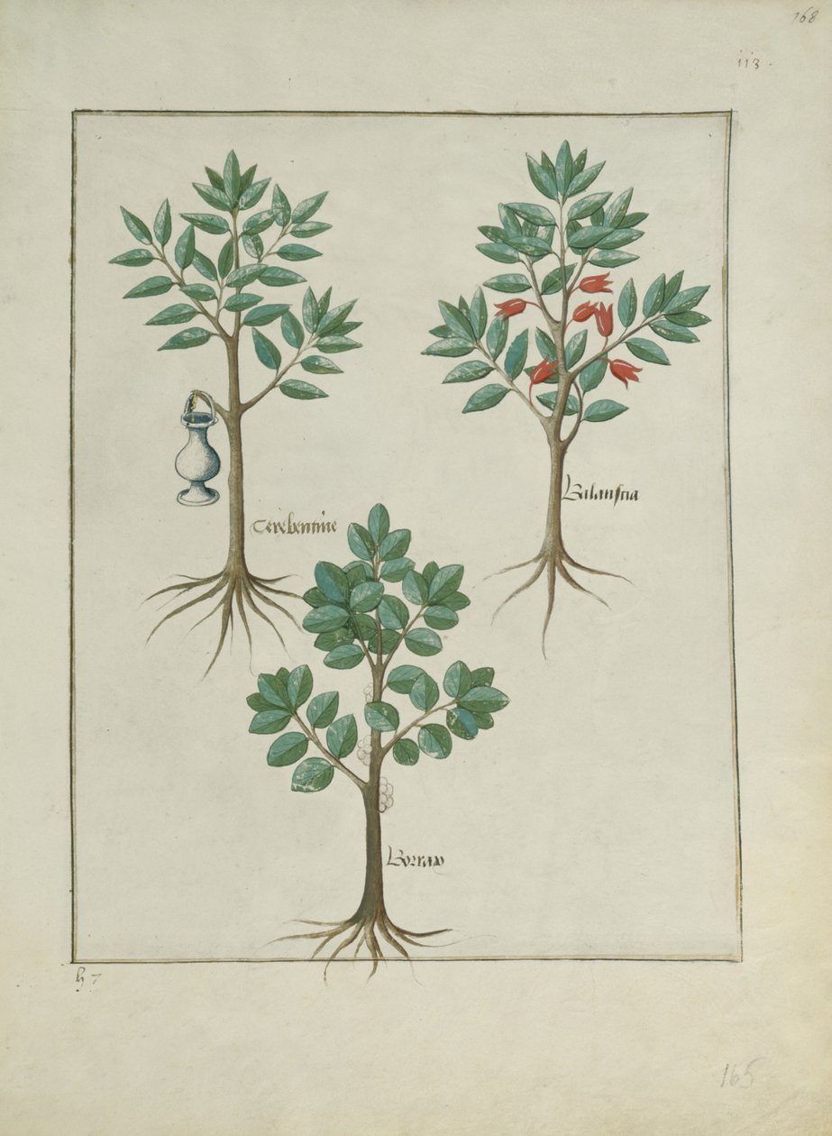 Fr. Fv VI #1 fol.168r Illustration från Book of Simple Medicines av Mattheaus Platearius (d.c.1161) c.1470 av Robinet Testard