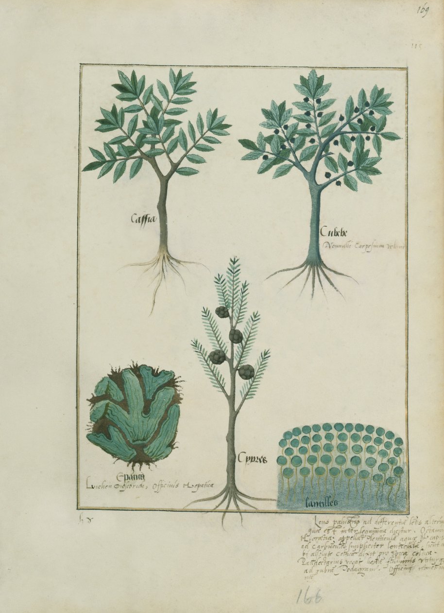 Fr. Fv VI #1 fol.169r Illustration från Book of Simple Medicines av Mattheaus Platearius (d.c.1161) c.1470 av Robinet Testard