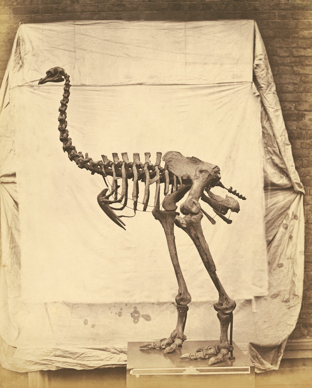 Dinornis Elephantopus dinosaurie av Roger Fenton