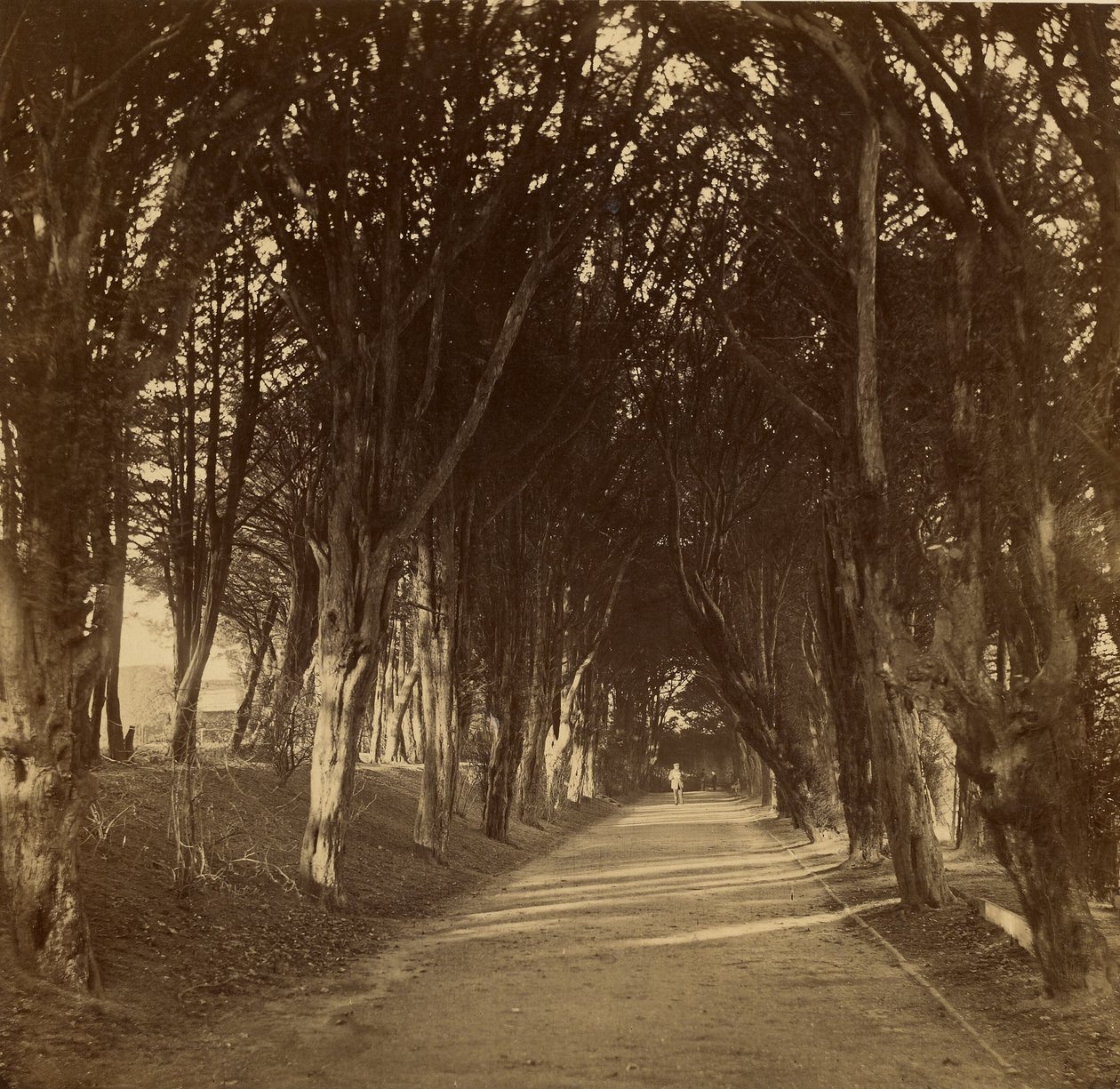 Den mörka promenaden; Stonyhurst av Roger Fenton
