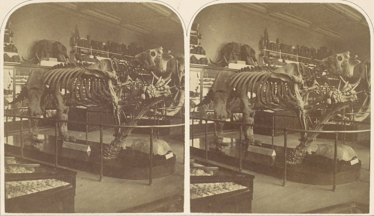 The Megatherium, British Museum, 1850-talet. av Roger Fenton