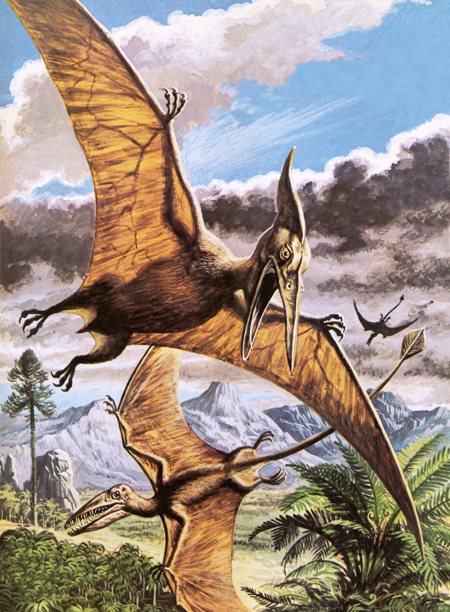 Pteranodon (överst) och Rhamphorhynchus (nederst) av Roger Payne