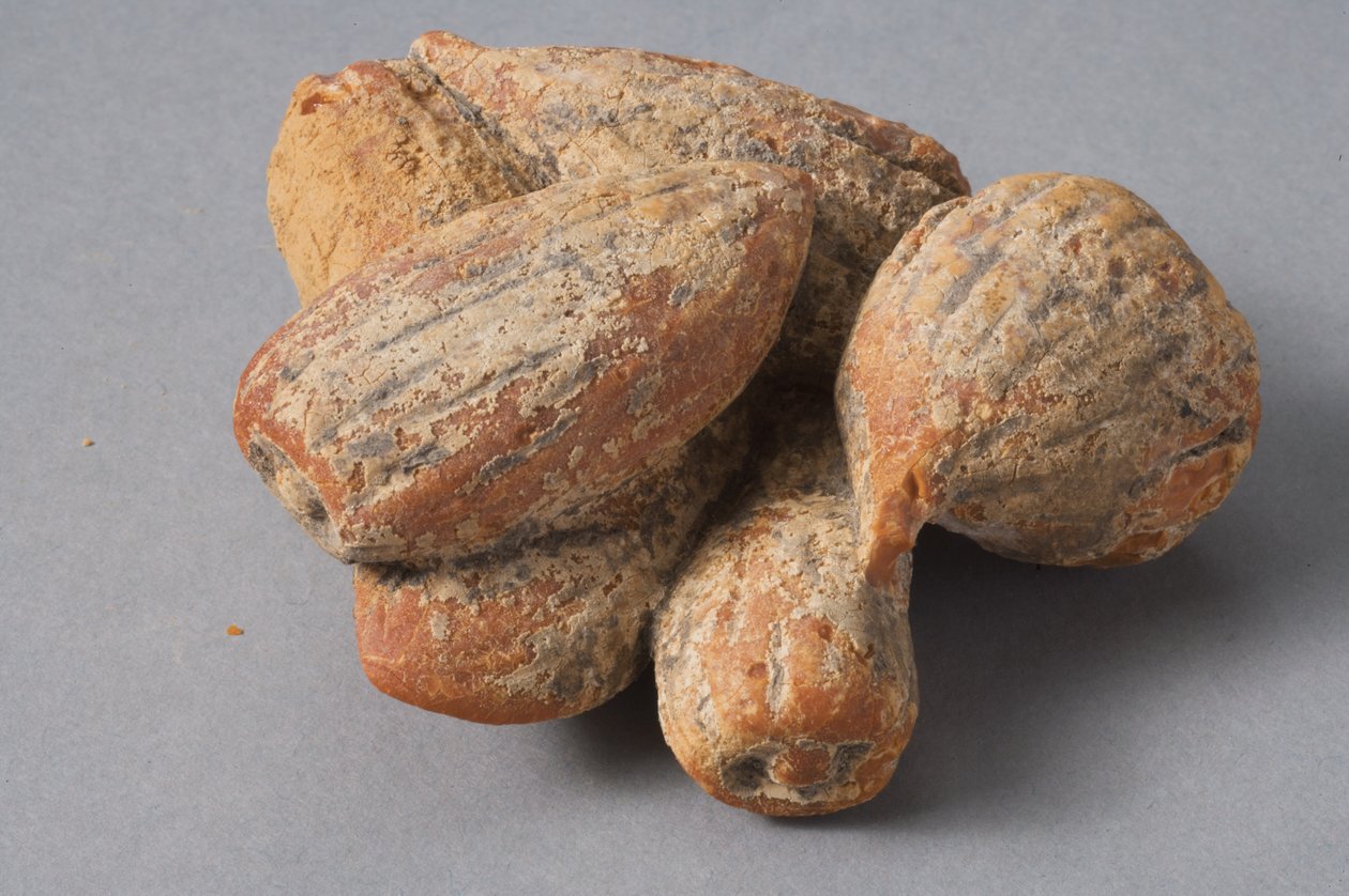 Fikon och mandlar (hellenistisk bärnsten) av Roman Period Egyptian