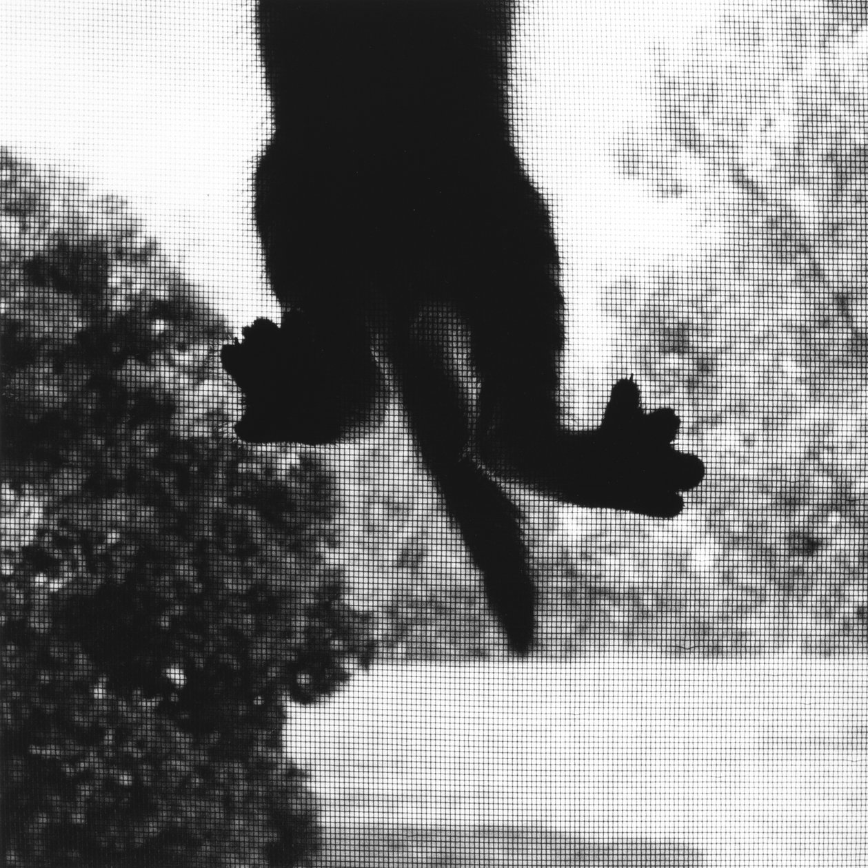Klätterkatt av Ron Evans