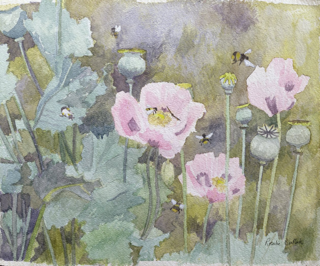 Rosa vallmo med bin (wc) av Rosalie Bullock
