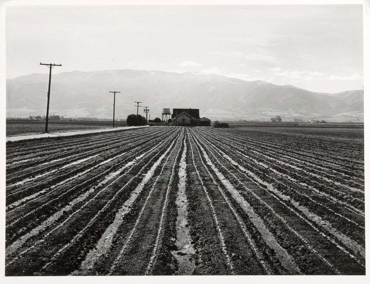 Ung sallad, Salinas, Kalifornien av Russell Lee