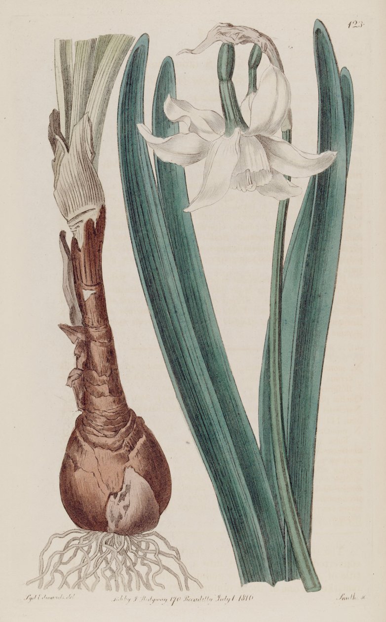 Narcissus × poculiformis, som Narcissus montanus av S. Edwards