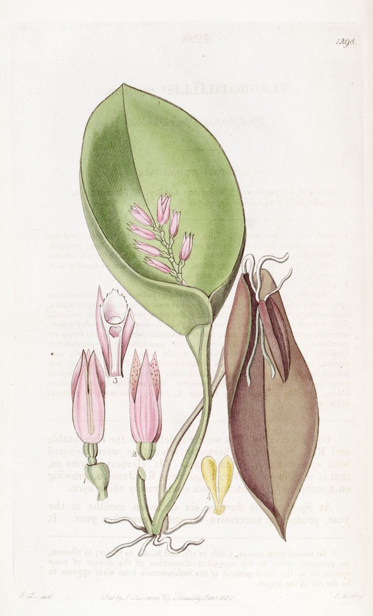 Acianthera prolifera (as syn. Pleurothallis prolifera) av S. Watts