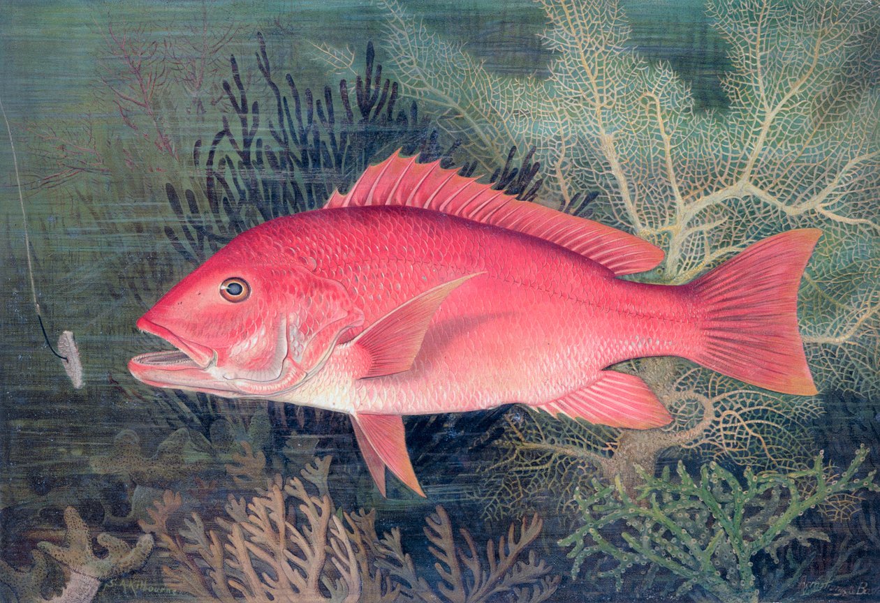 Red Snapper, 1878 av SA Kilourne