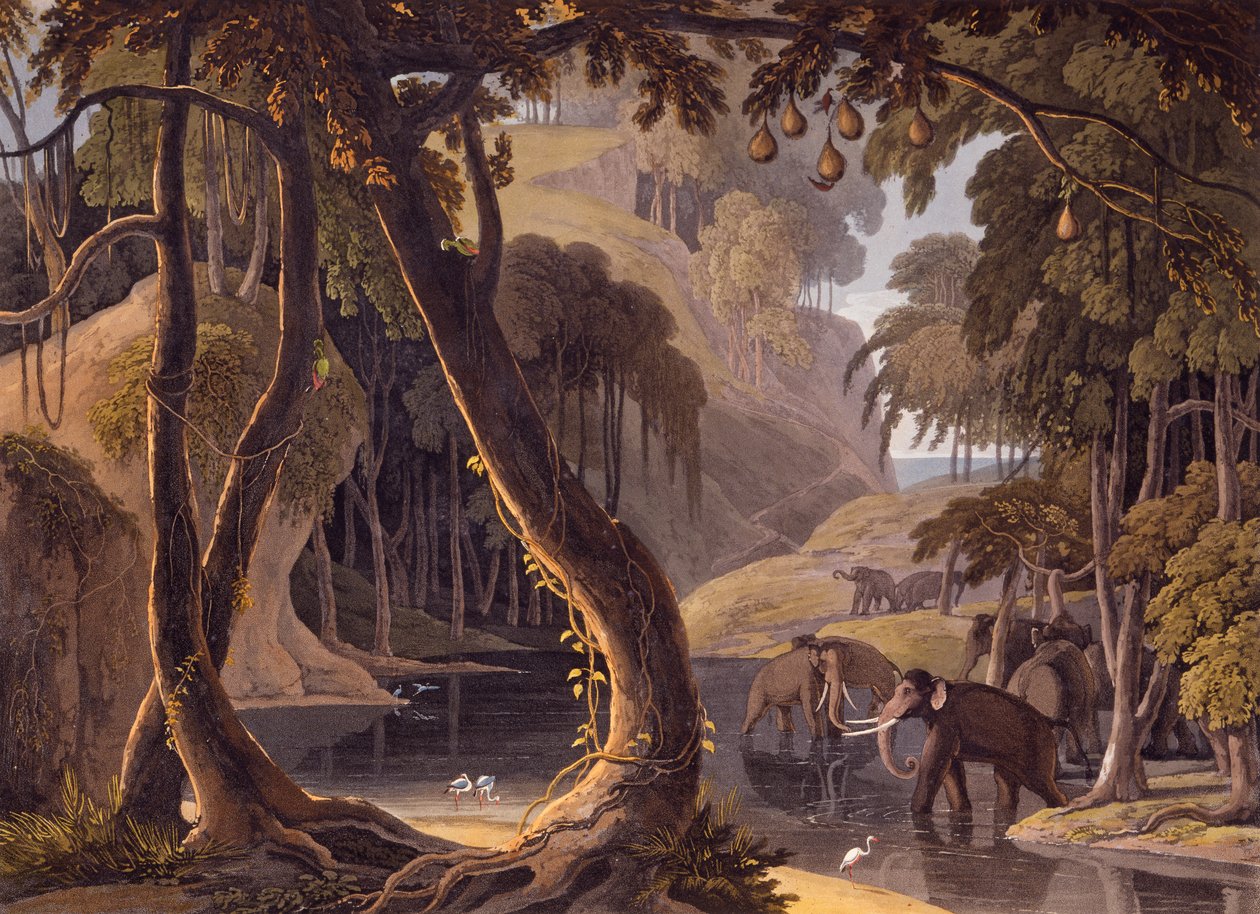 Scen i Sitsikamma - elefanter med hägrar vid en bassäng, från "African Scenery and Animals", 1804-05 av Samuel Daniell