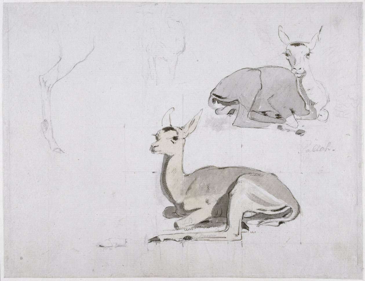 Studier av unga Pallah Deer Resting, c.1802 (wc och grafit på papper) av Samuel Daniell