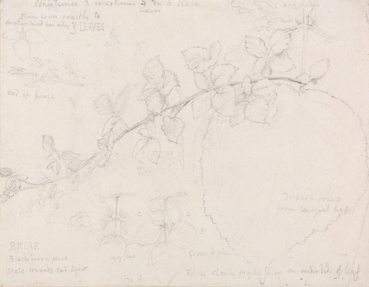 Brambles av Samuel Palmer