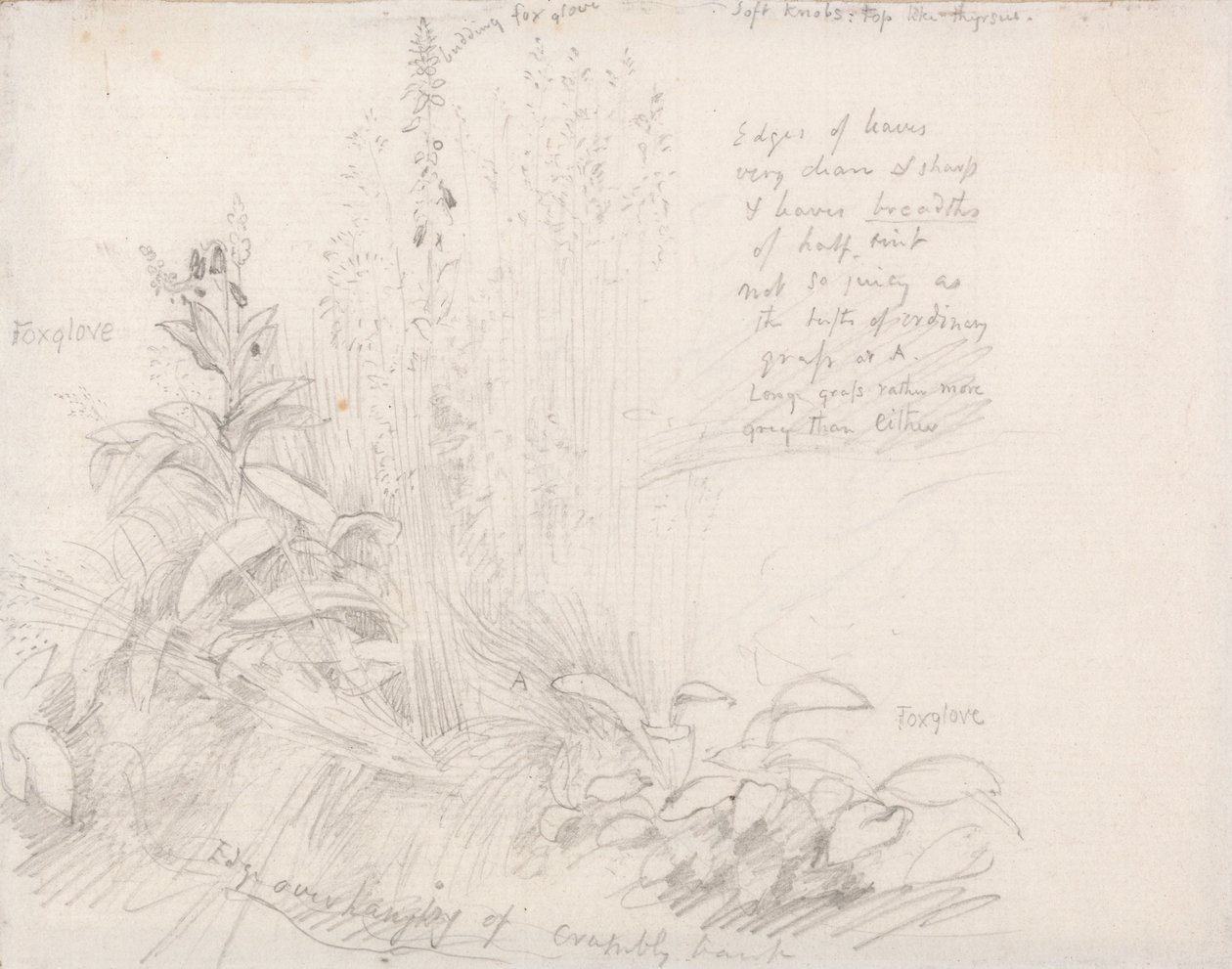 Foxgloves av Samuel Palmer