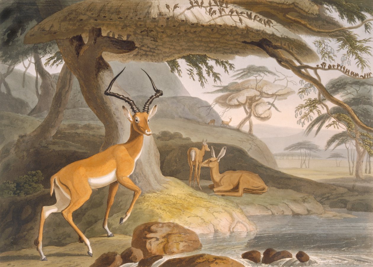 Pallah av Samuel (after) Daniell