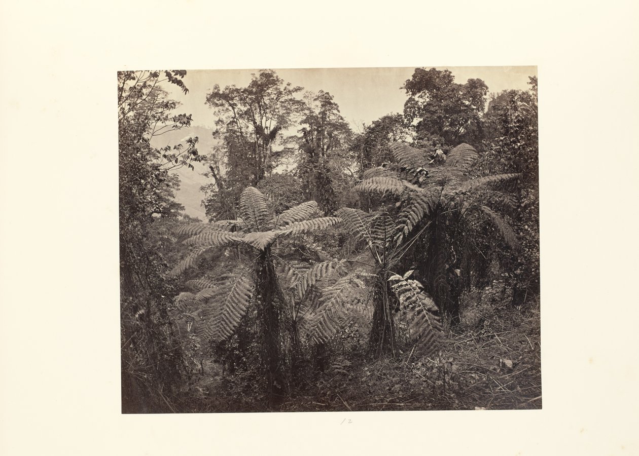 Darjeeling; Grupp av trädormbunkar vid Lebong av Samuel Bourne