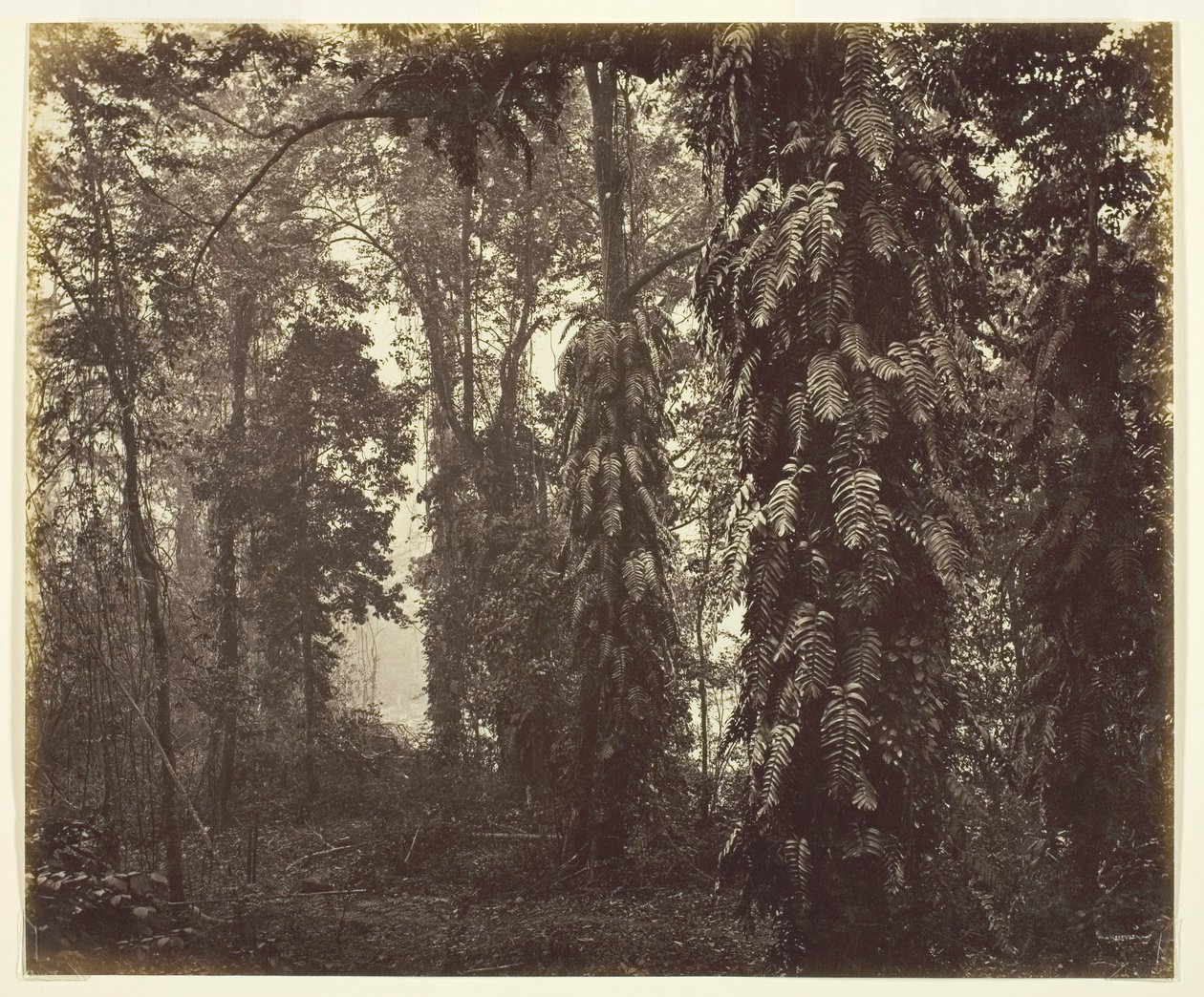 Darjeeling, Indien, ca. 1865. av Samuel Bourne