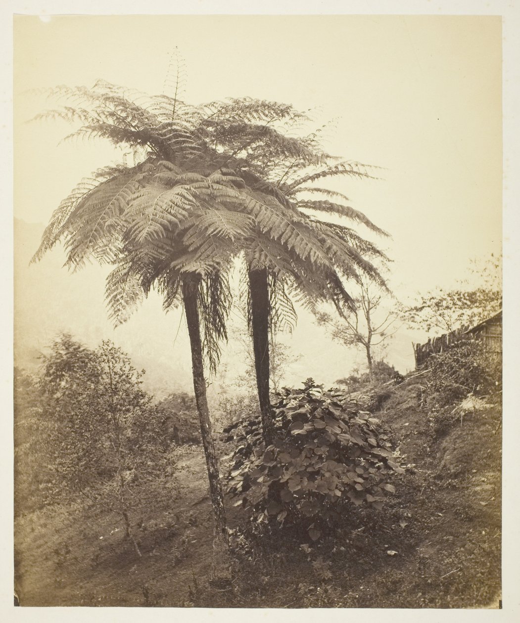 Trädormbunken, prisfoto av Samuel Bourne