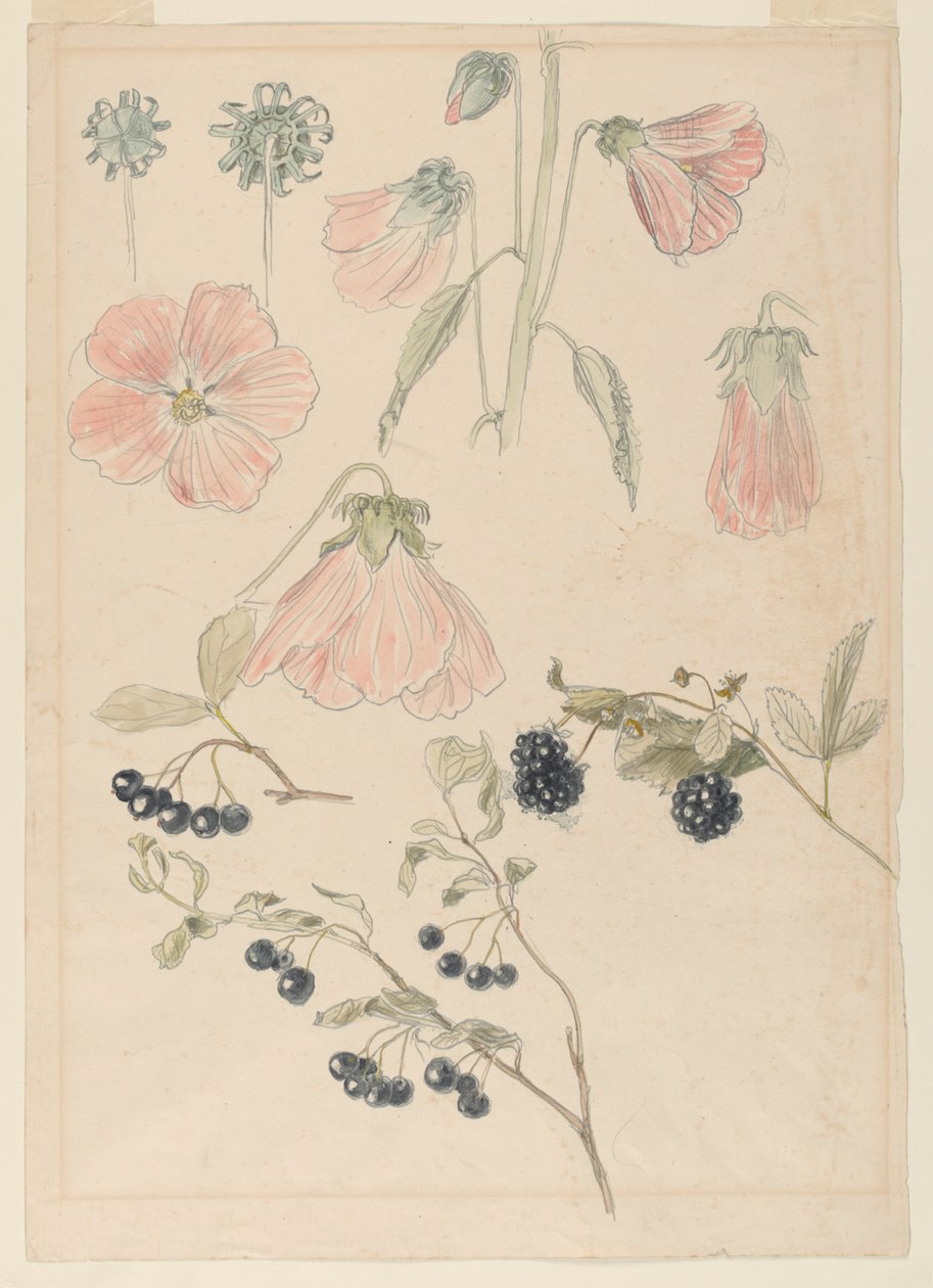 Botaniska detaljstudier: stockrosor, blåbär och björnbär av Samuel Colman