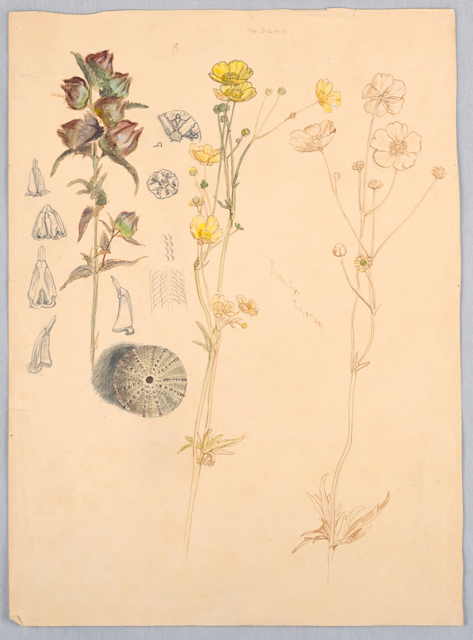 Smörblommor, Mt. Desert av Samuel Colman