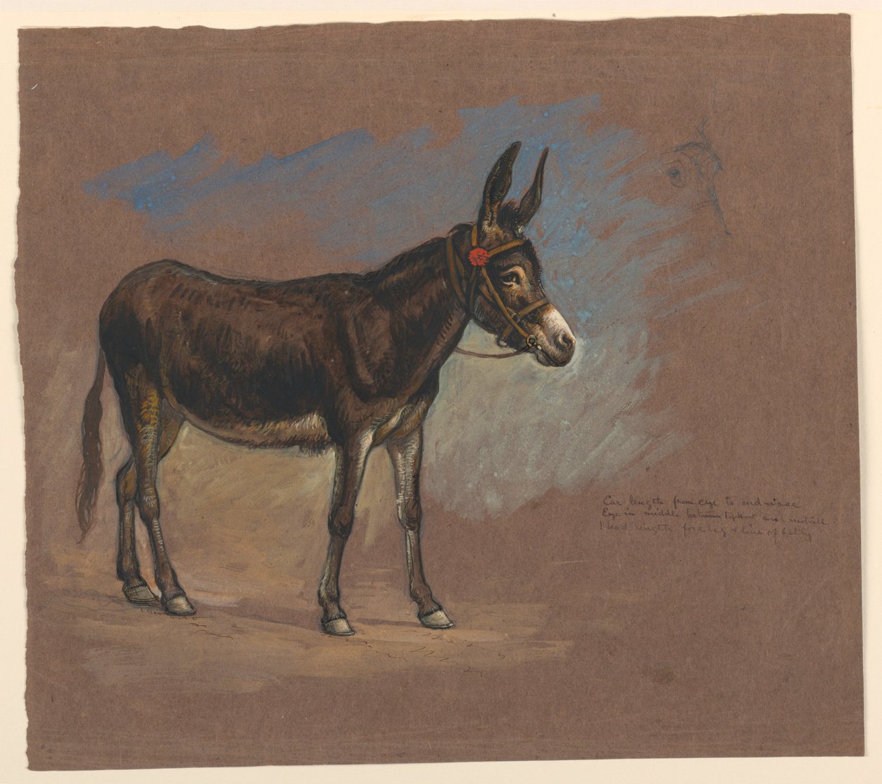 Teckning, studie. En mulåsna, 1872-75 av Samuel Colman