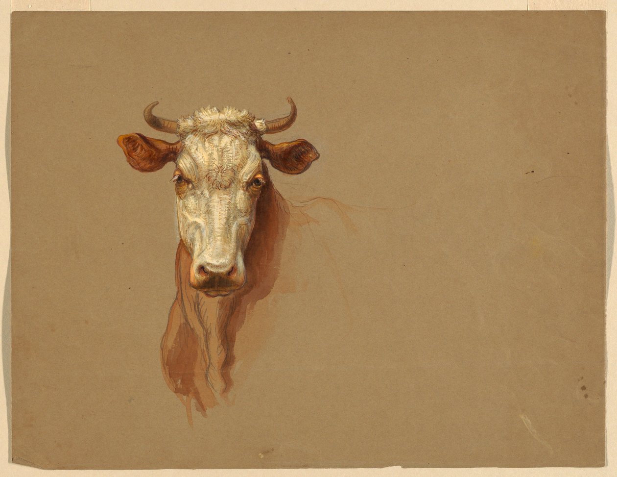 Teckning, Två studier.  Nötkreatur, 1876 av Samuel Colman