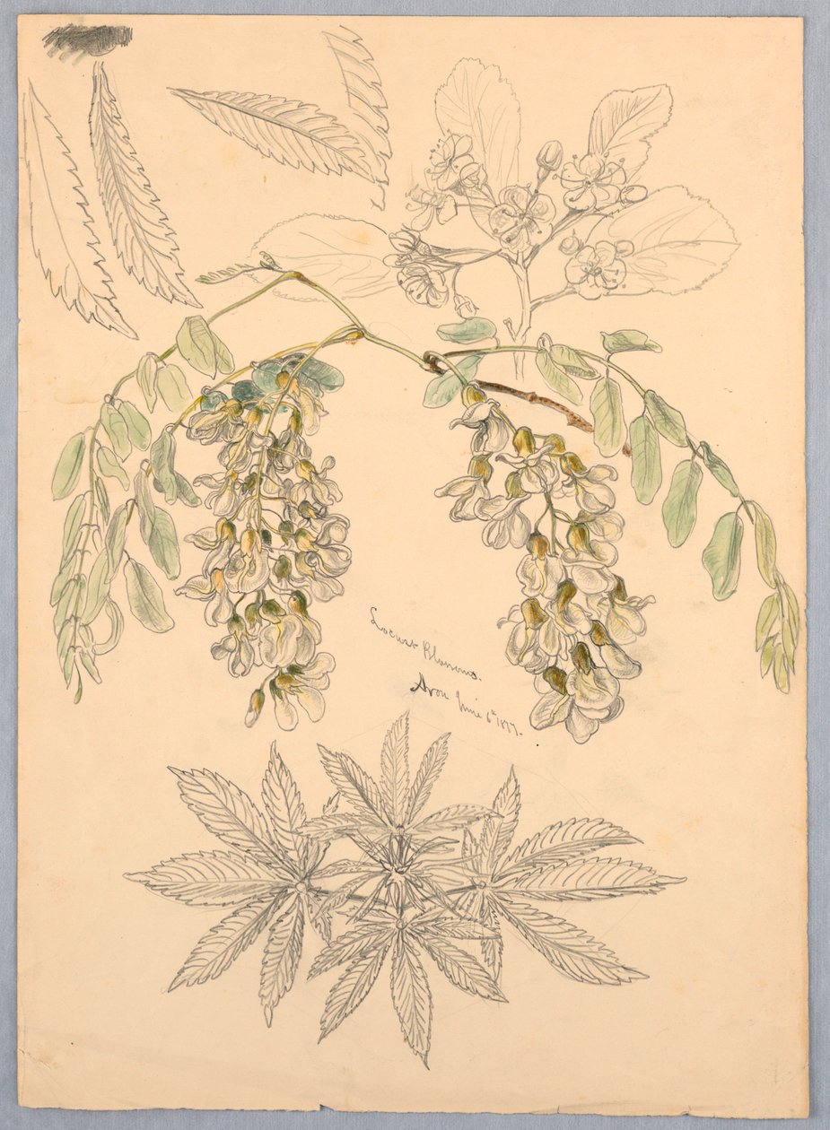 gräshoppor blommar av Samuel Colman