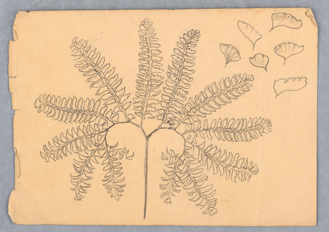Jungfruhår Fern av Samuel Colman