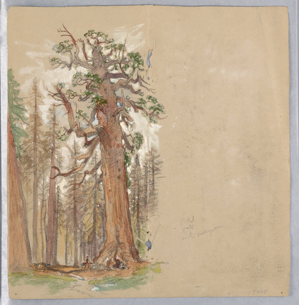 Ek och Evergreen av Samuel Colman
