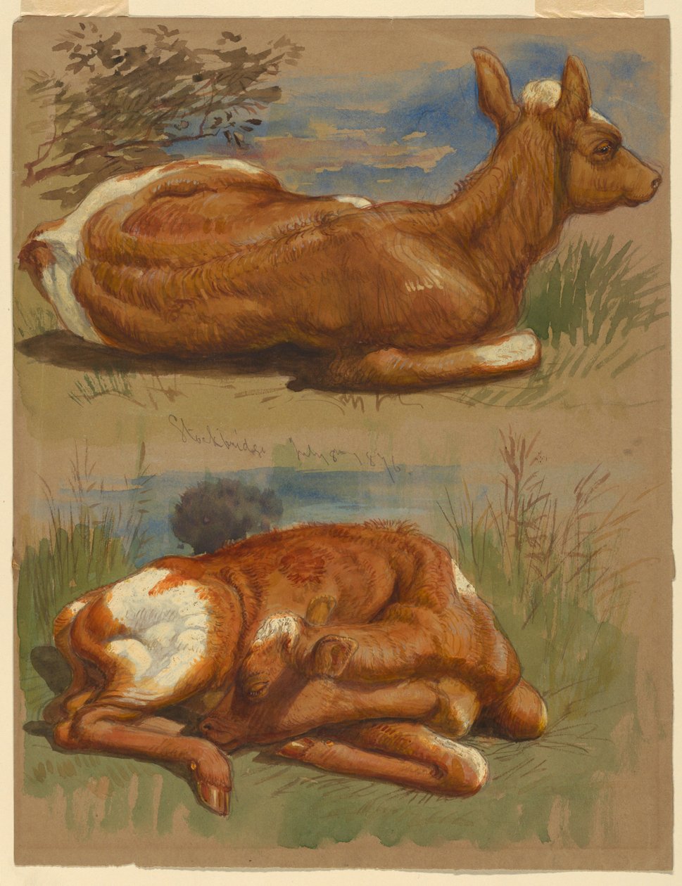 Studier av kalvar, Stockbridge av Samuel Colman