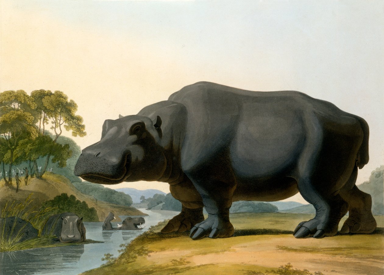 Flodhästen, 1804 av Samuel Daniell