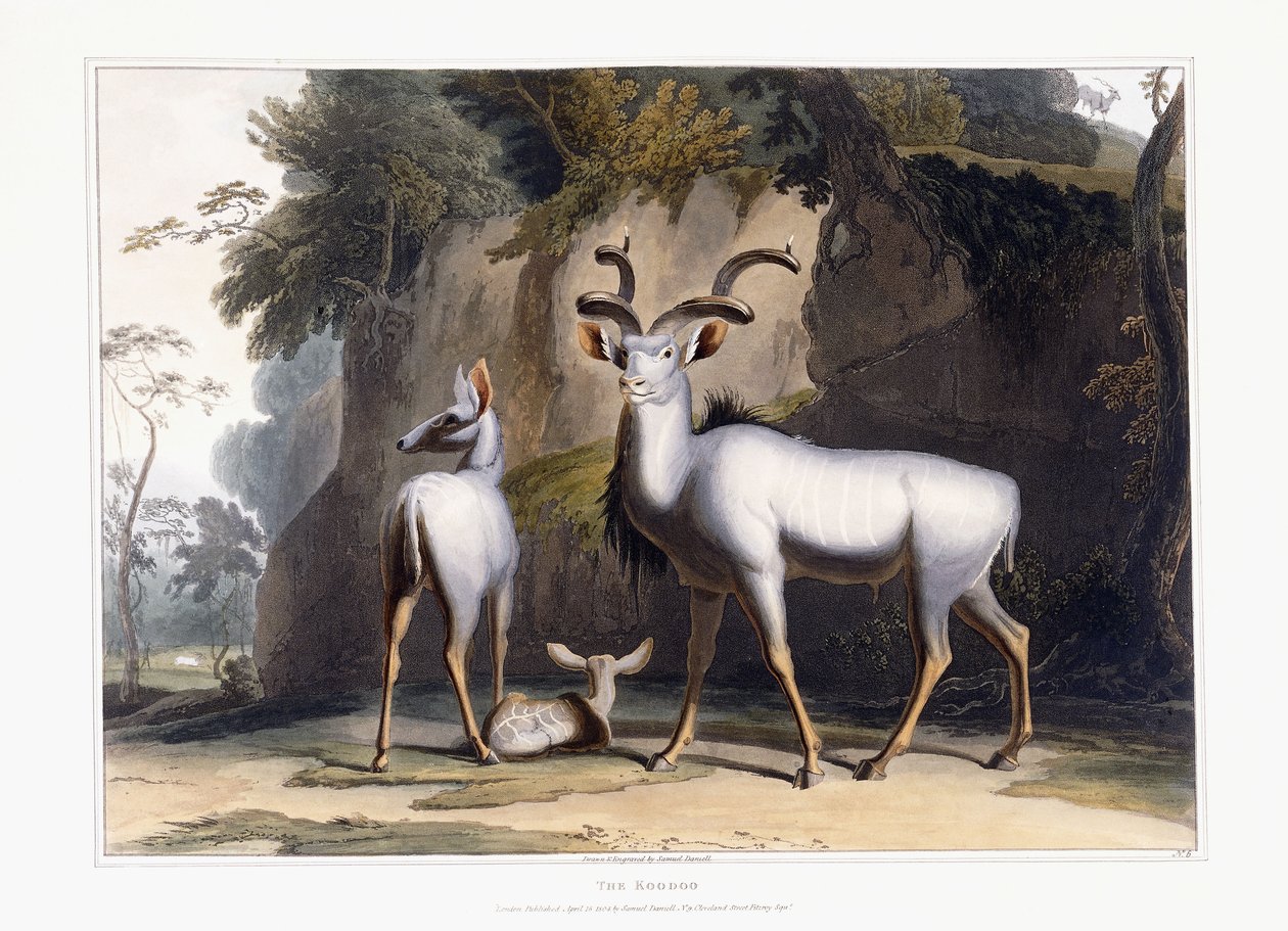 Koodoo, 1804 av Samuel Daniell