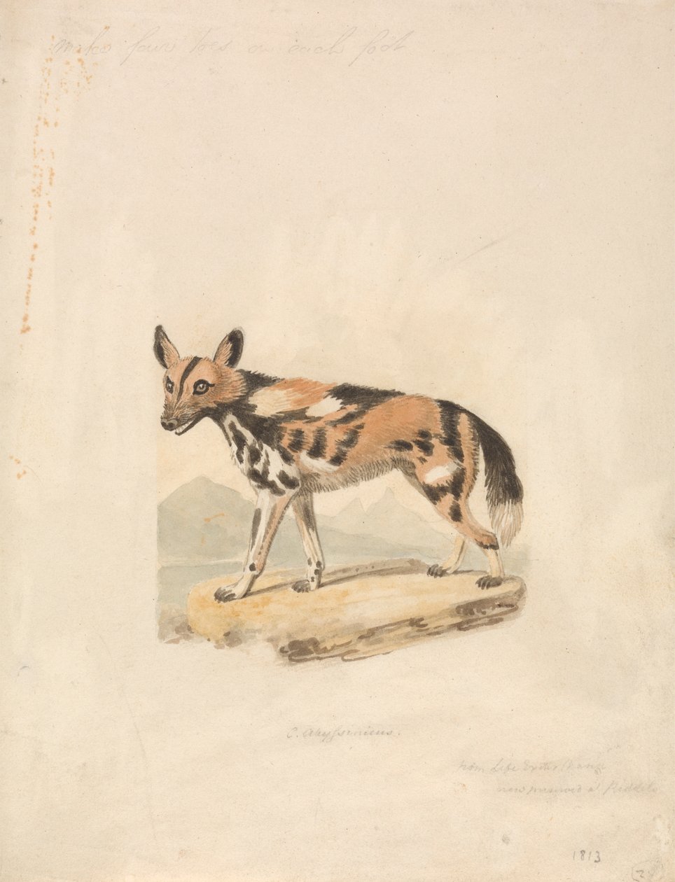 Abessinier hund av Samuel Howitt