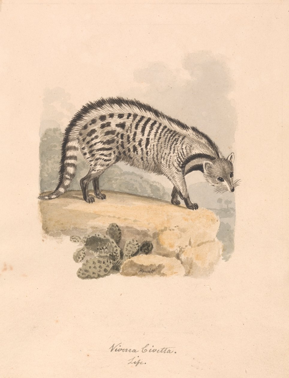 Afrikansk Civet av Samuel Howitt