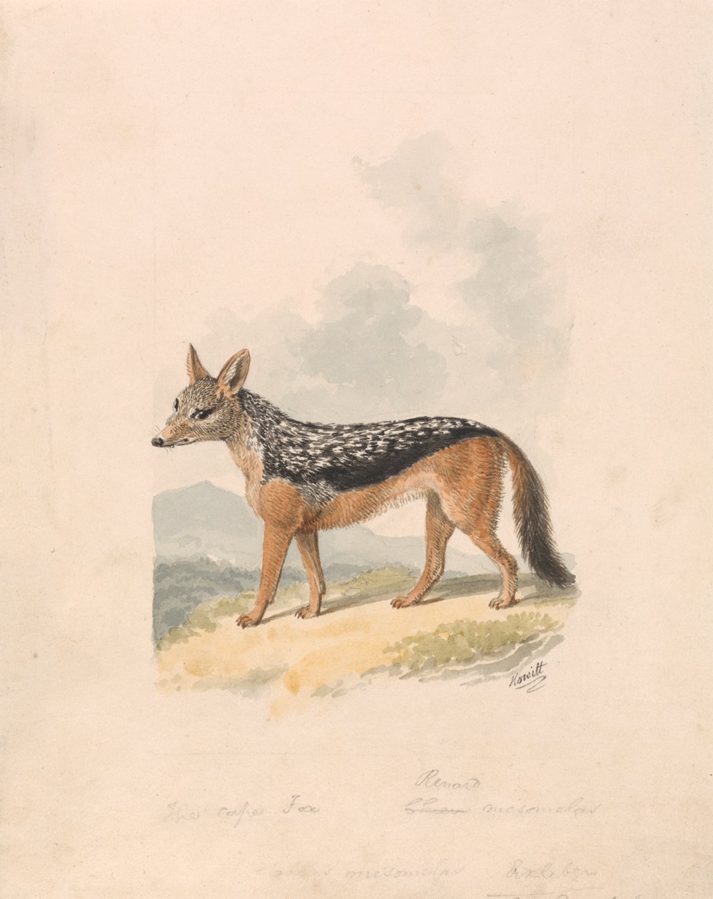 Svartryggad schakal av Samuel Howitt
