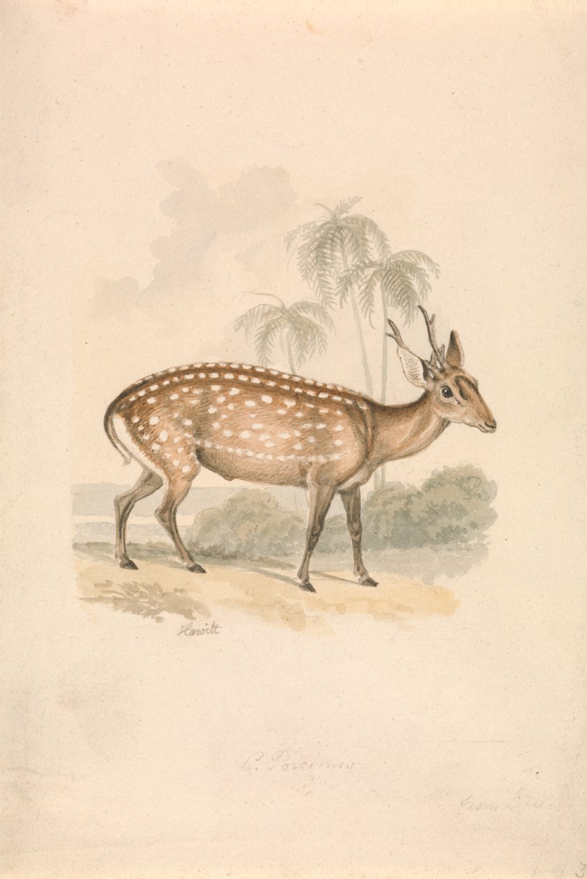 Hog Deer av Samuel Howitt
