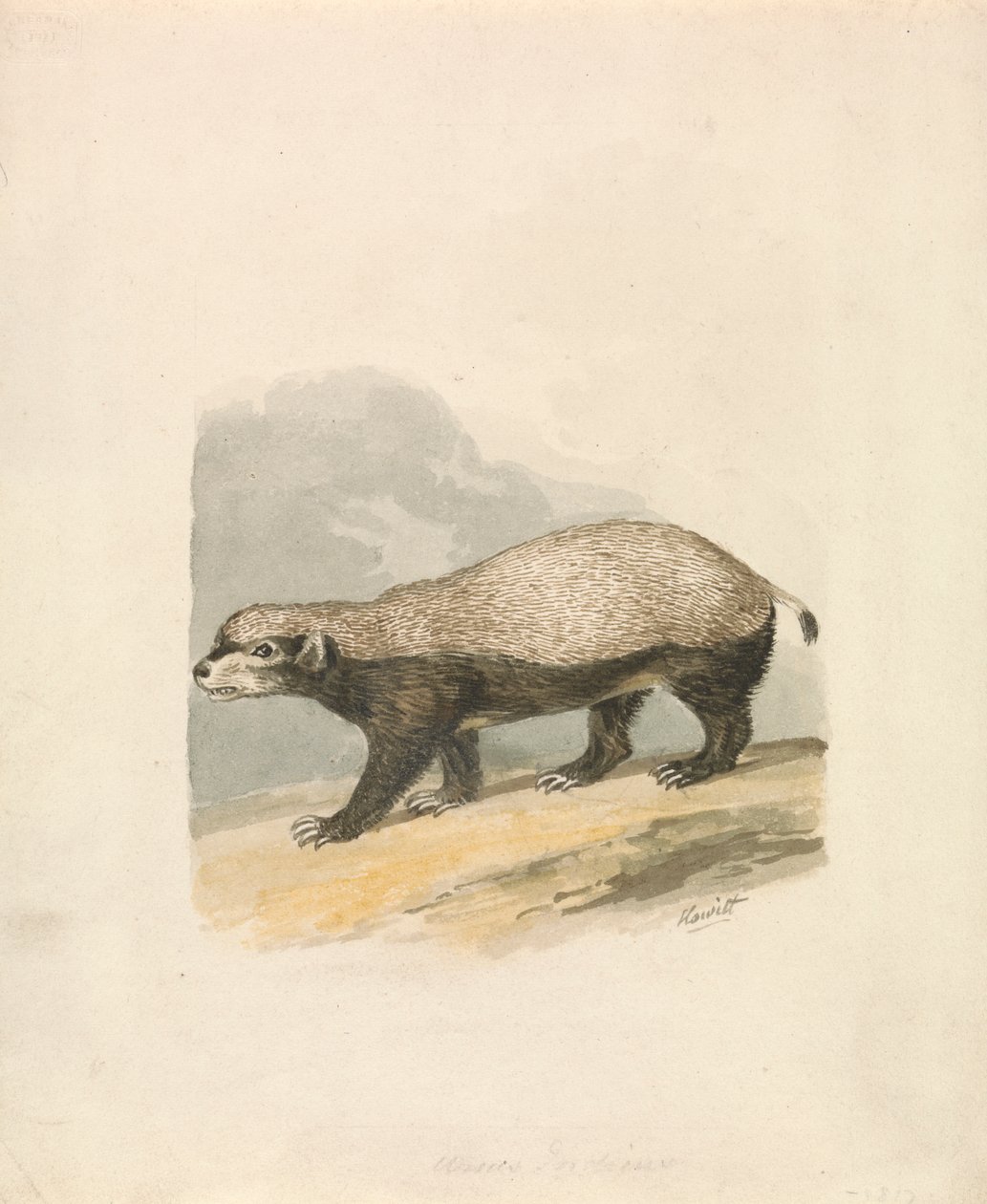 Honungsgrävling av Samuel Howitt