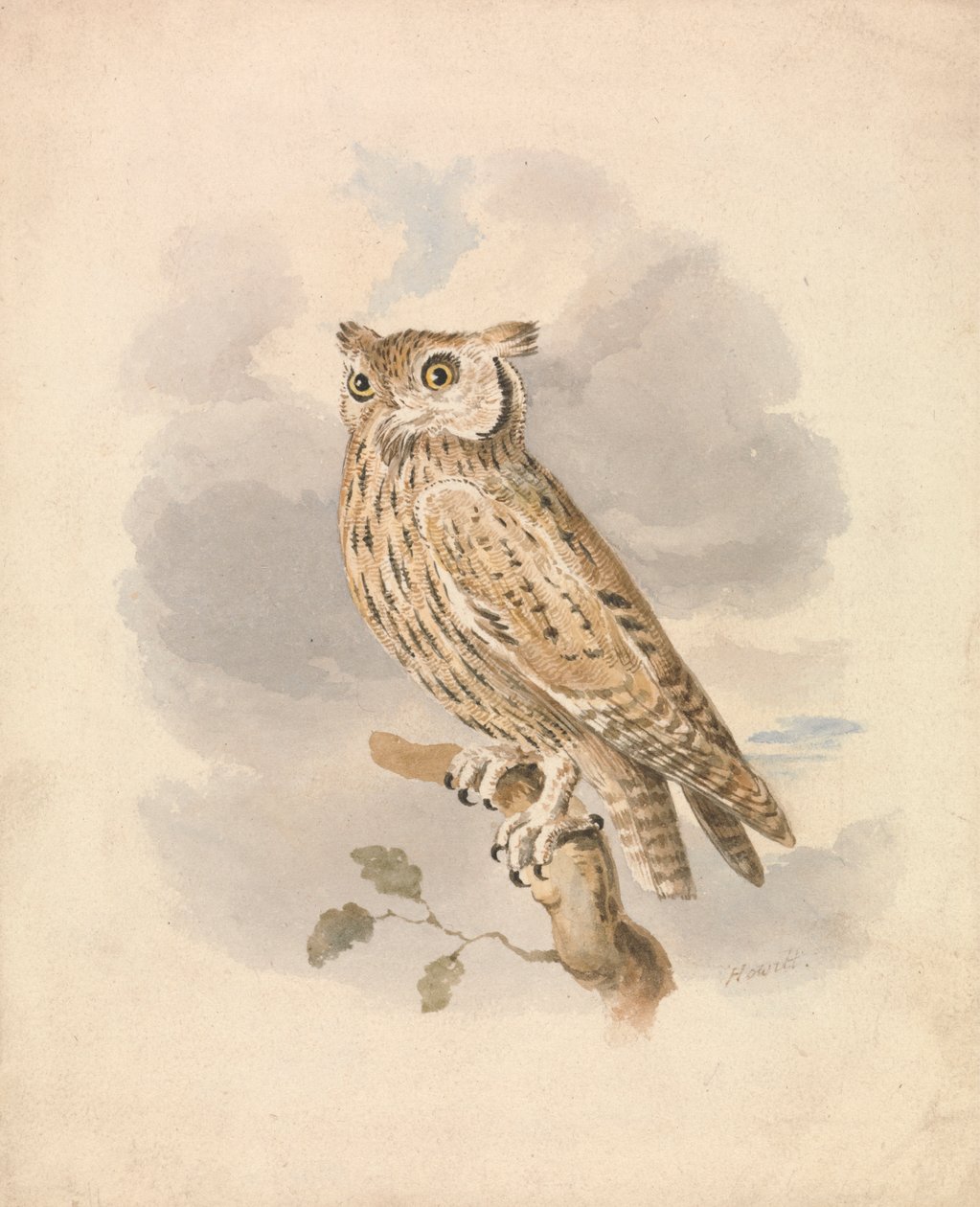 Scops Owl av Samuel Howitt