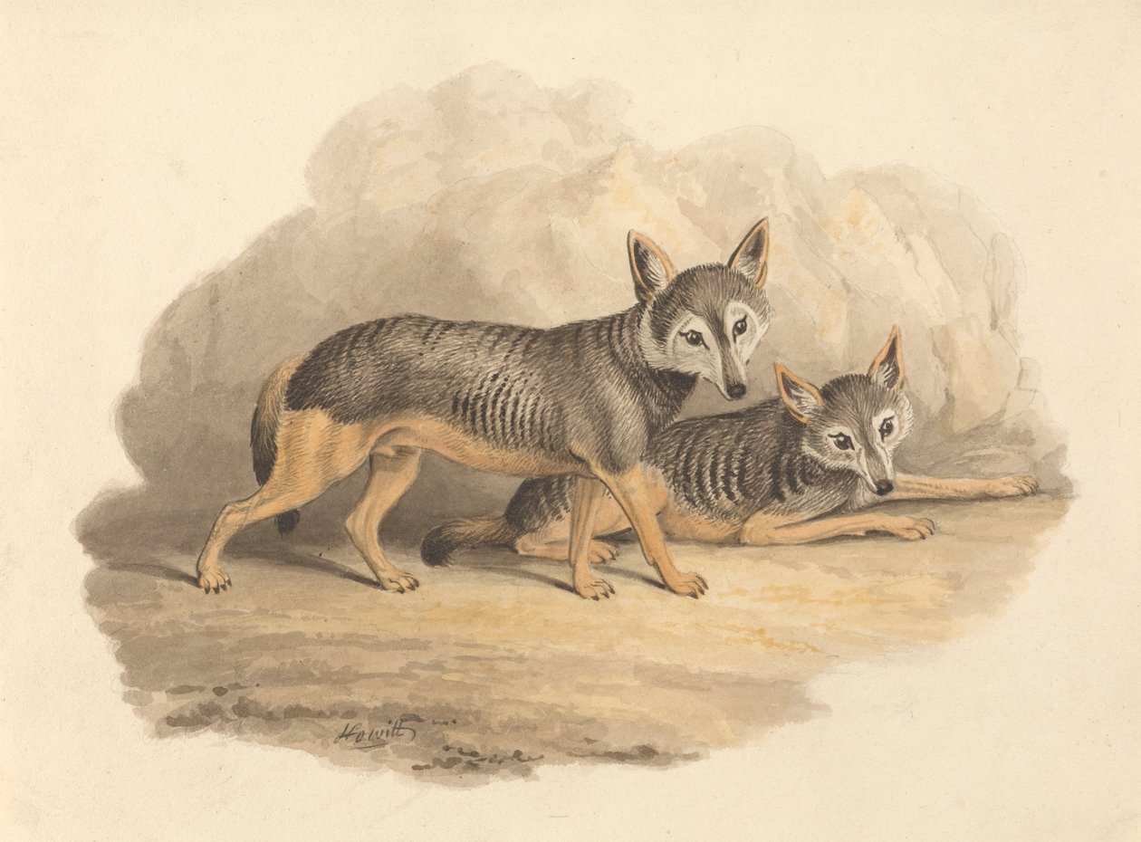 Två hyenor av Samuel Howitt