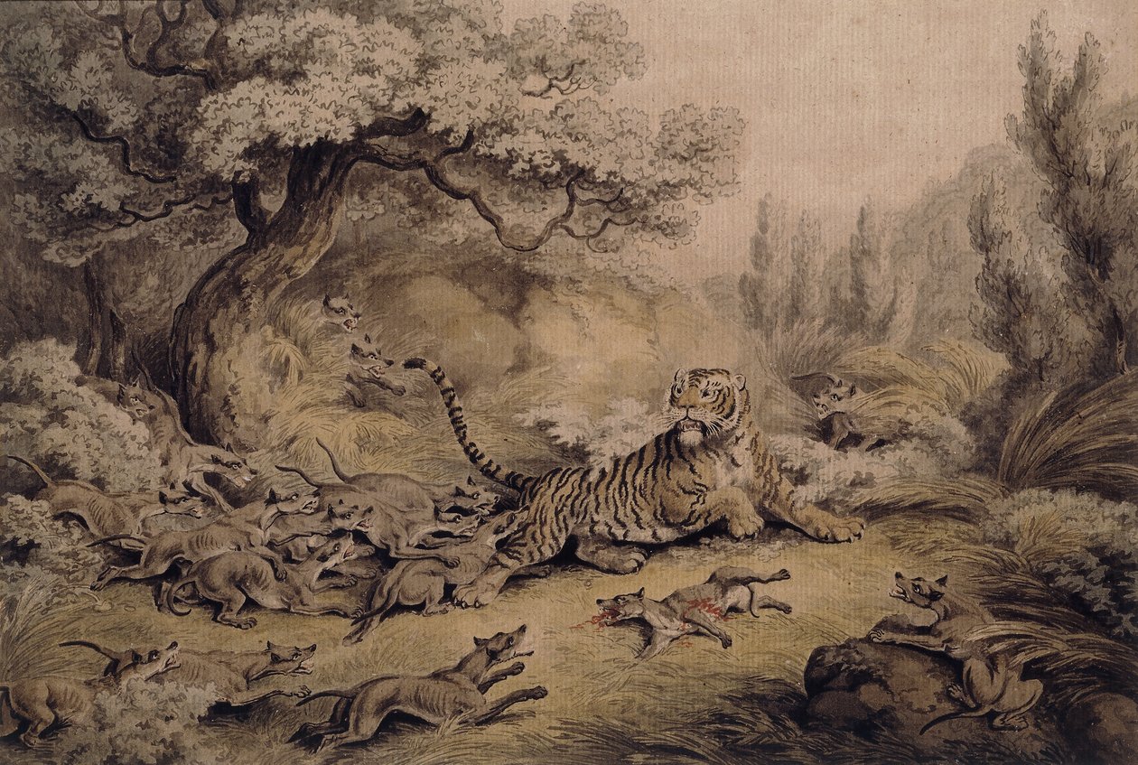 Vilda hundar som attackerar en tiger, av Samuel Howitt
