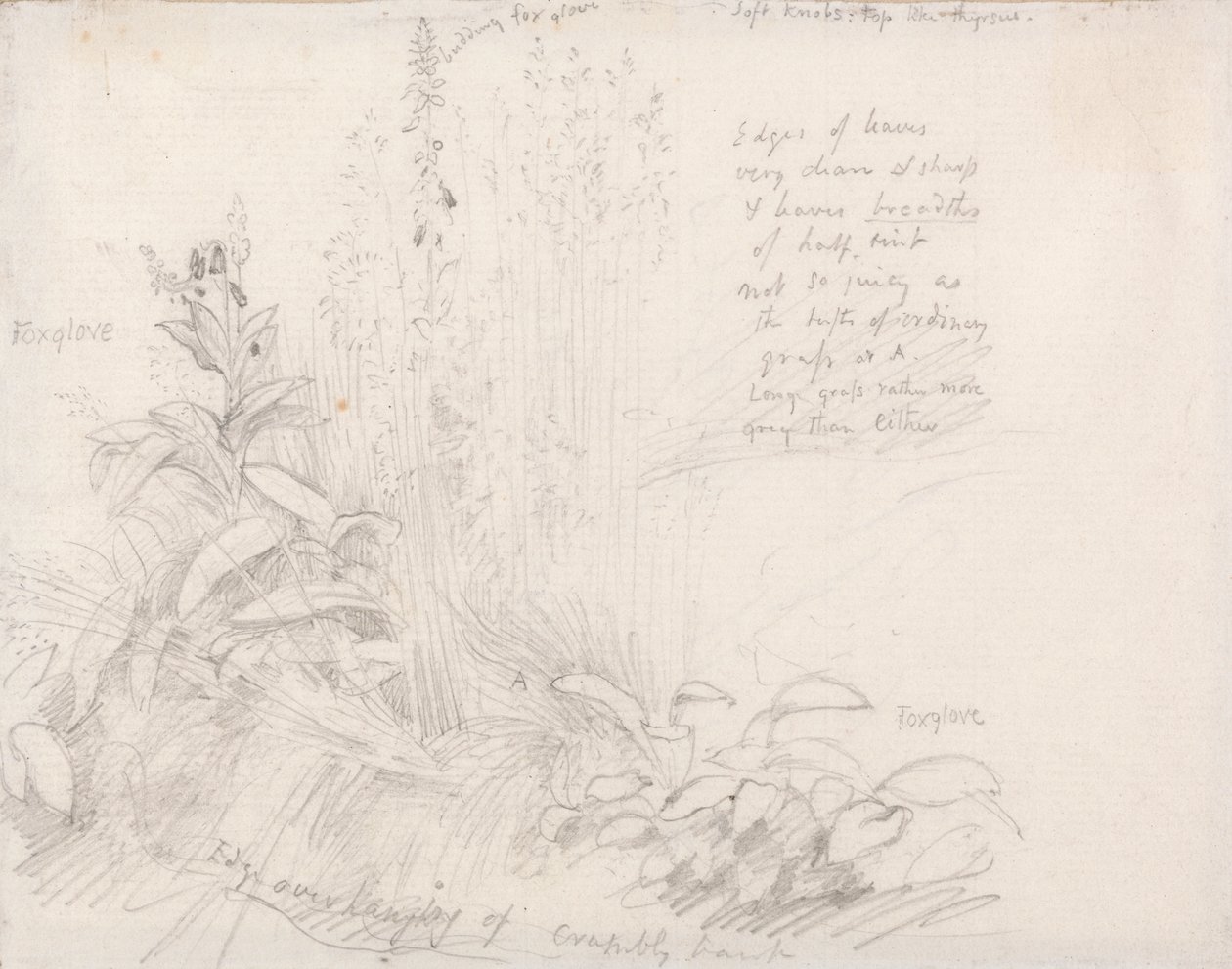 Foxgloves av Samuel Palmer