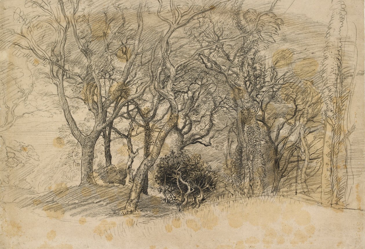 Study of Trees, Clovelly Park, 1834 av Samuel Palmer