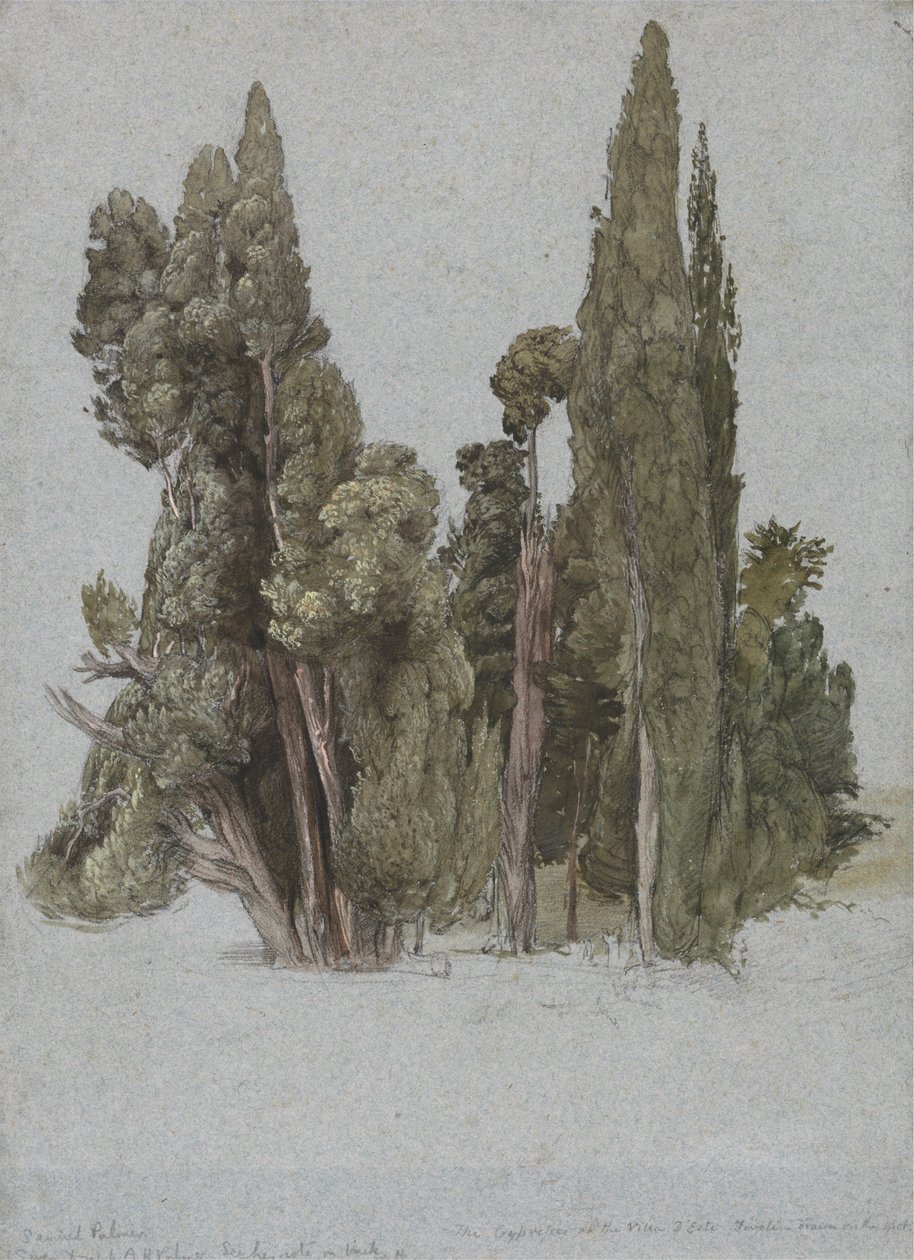 Cypresserna i Villa d