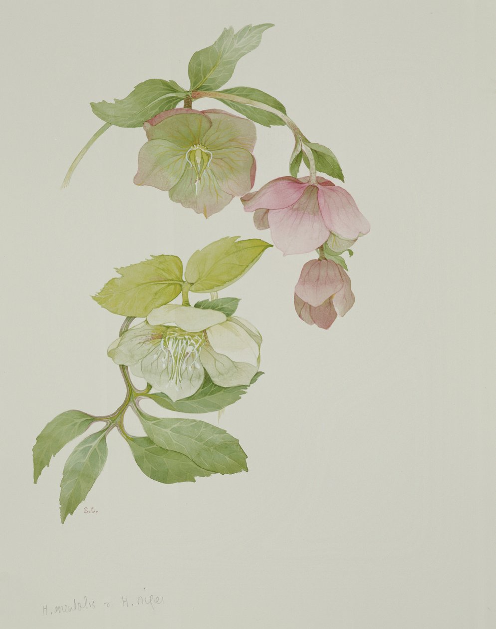 Helleborus orientalis och Helleborus niger av Sarah Creswell