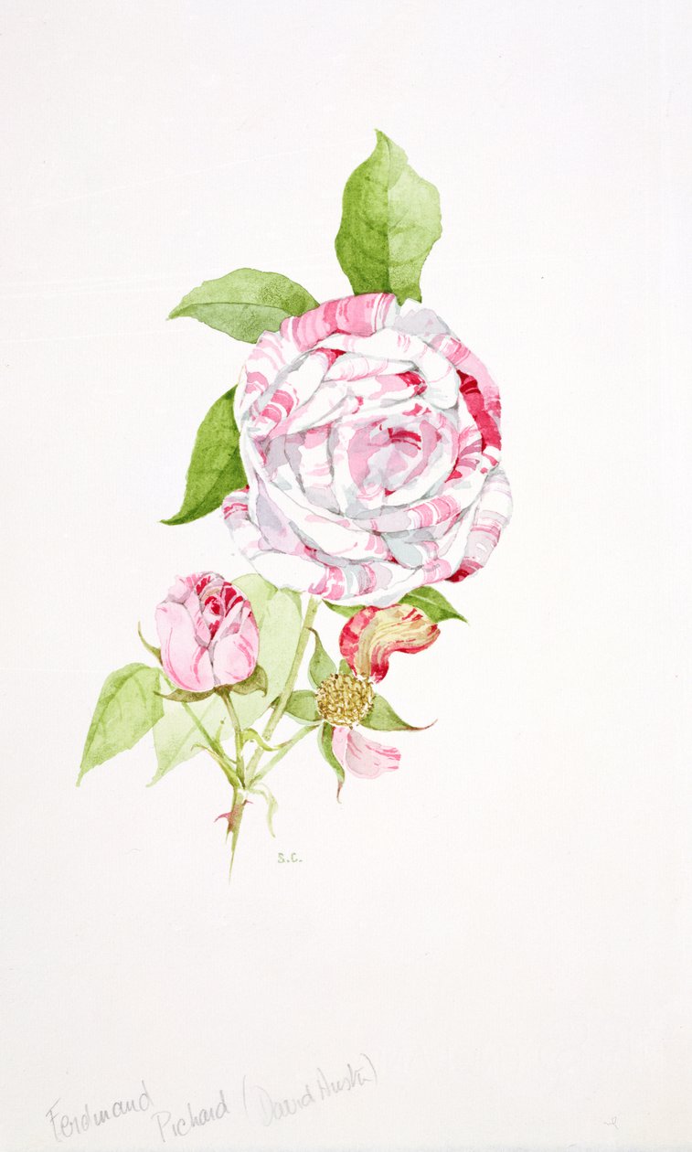 Rosa Ferdinand Pichard av Sarah Creswell