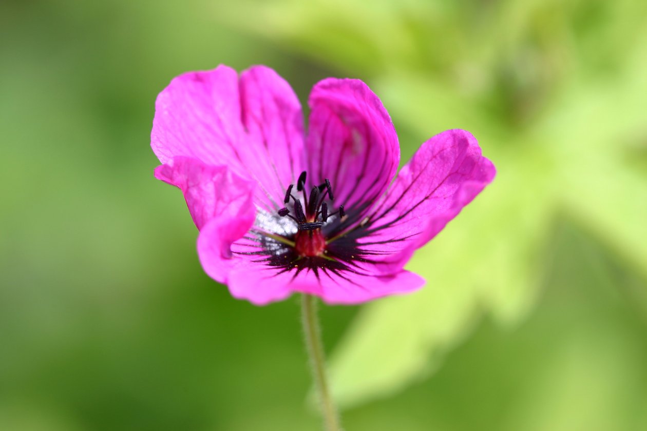 Garsington Anemone, 2009 av Sarah OToole
