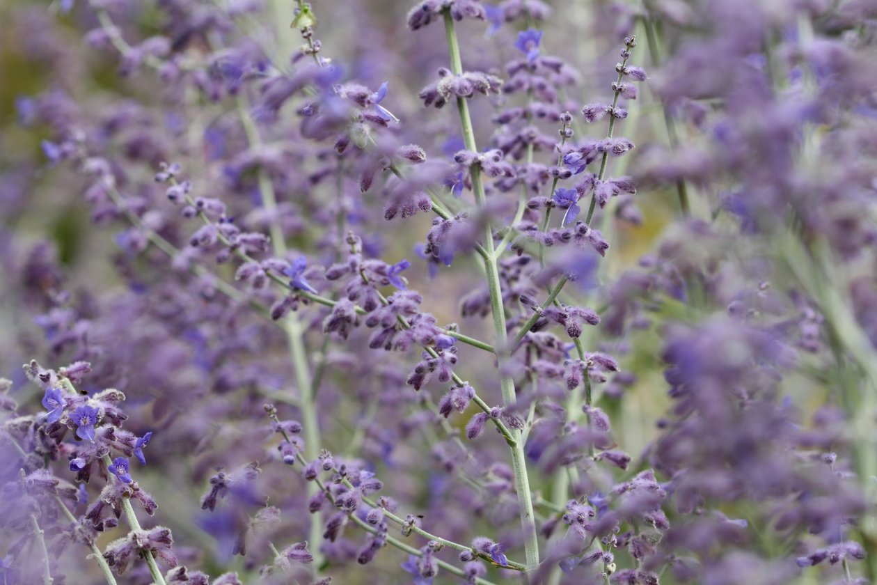 Garsington Lavendula, 2009 av Sarah OToole