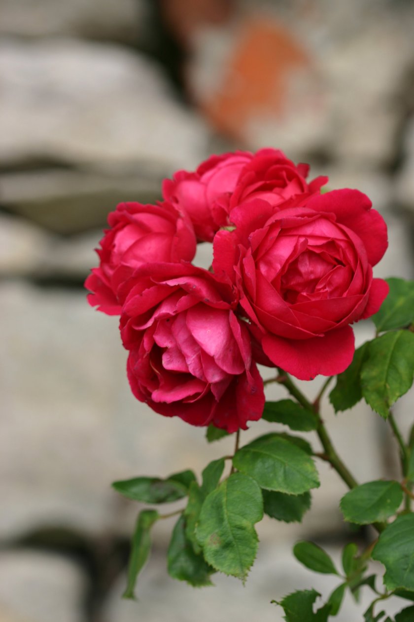 Garsington Rose, 2009 av Sarah OToole