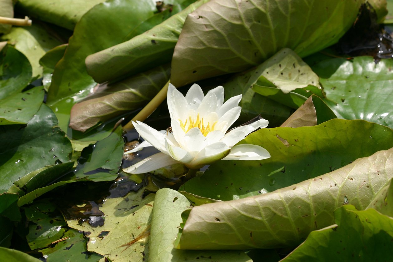 Garsington Waterlily, 2009 av Sarah OToole