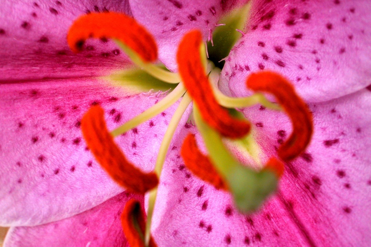 Pink Aroma  av Sarah OToole